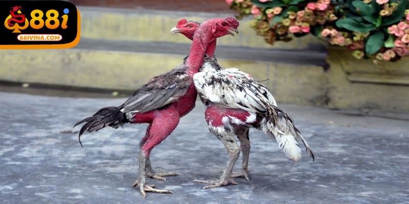 Chọn gà đá ngoài là chọn con to khỏe mà cần phân tích nhiều yếu tố