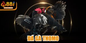 Đá Gà Thomo