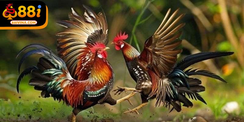 Thuật ngữ đá gà là nền tảng giúp bạn hiểu mọi yếu tố liên quan