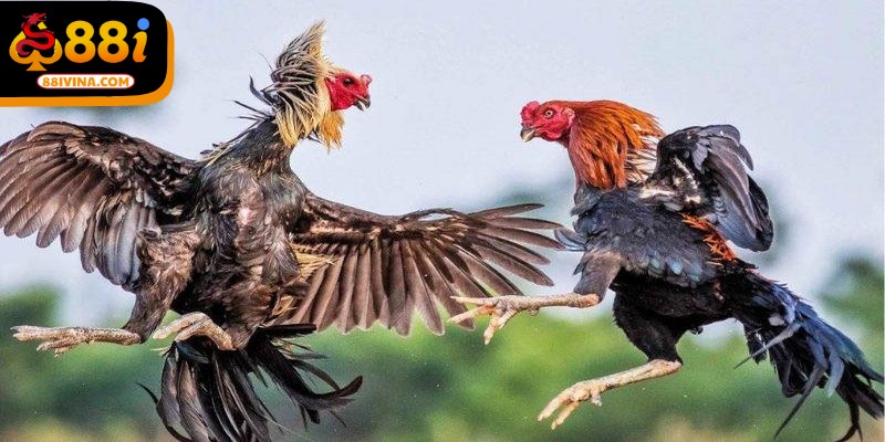 "Ăn 3" là 1 trong những thuật ngữ hiếm gặp nhưng rất hấp dẫn