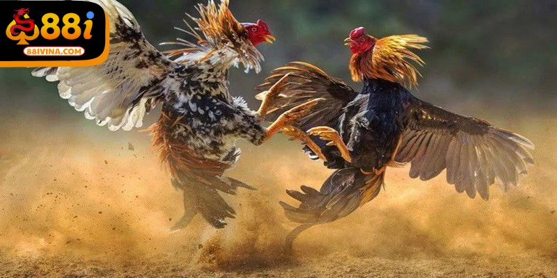 BDD được dùng khi cả 2 chiến kê cùng chết hoặc không thể thi đấu 